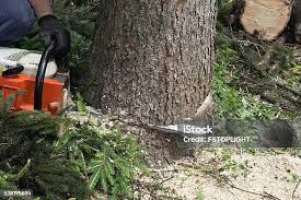 Best Hedge Trimming  in Millbrook, AL