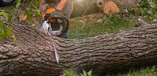 Best Lawn Irrigation Installation and Maintenance  in Millbrook, AL