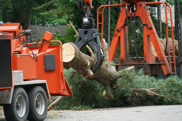 How Our Tree Care Process Works  in  Millbrook, AL